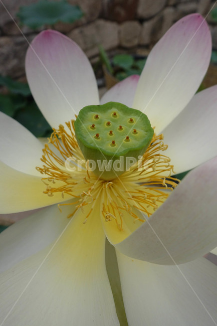 연꽃,연등,사찰,식물,plant,pollen,화분,식물,자연,plants,nature,꽃,flower