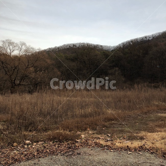 산,나무,갈색,흐림,하늘