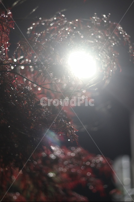 야경,우중,단풍,붉음,보케,가을,계절,fall,autumn,season,식물,자연,plants,nature,light,빛,flare,플레어