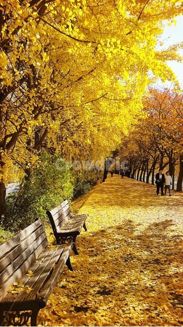 은행나무,단풍,bench,plant,노란잎