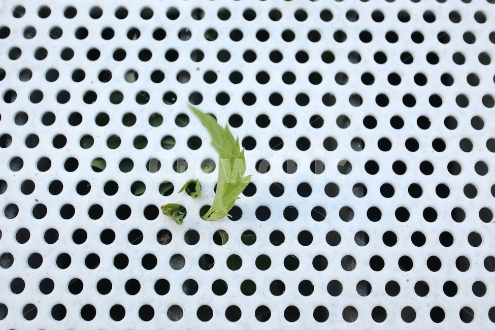 잡초,생명,생명력,패턴,동그라미,식물,식물,자연,plants,nature