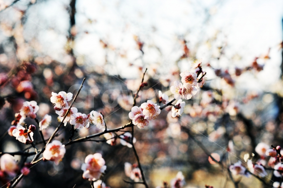 	광주광역시,중외공원,홍매화,백매화,봄,꽃,블로섬,blossom,따뜻한,포근한,식물,자연,plants,nature,봄,계절,spring,season,꽃,flower,plant
