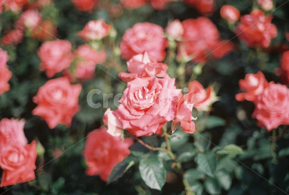 꽃,flower,장미,rose,자연,nature,필름사진,필름,film