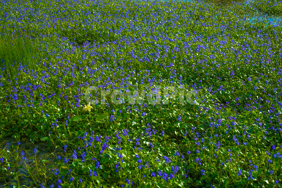 꽃,연꽃,수생,연밭,식물,자연,식물,자연,plants,nature,꽃,flower