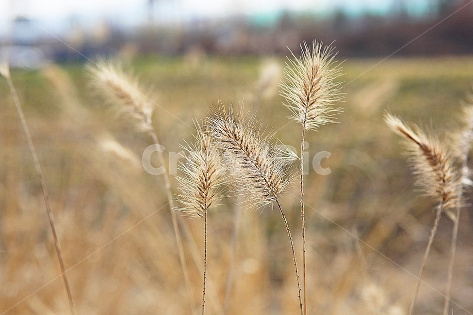 강아지풀,강아지풀꽃,꽃,잡초,가을,풀,야외,공원,가을,계절,fall,autumn,season,식물,자연,plants,nature