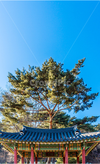 소나무,고궁,정자,건축,문화유산,전통,한국전통,한국문화,korean traditional,korean culture,식물,자연,plants,nature,나무,trees,wood,건축물,건물외관,exterior,building,structure,architecture,construction