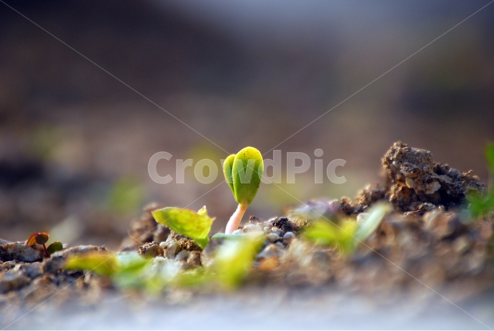 봄,새싹,아침,행복,화단,봄,계절,spring,season,식물,자연,plants,nature,plant,moss,이끼,tennis ball,테니스 공,sports,스포츠,tennis,테니스,sport,ball,공
