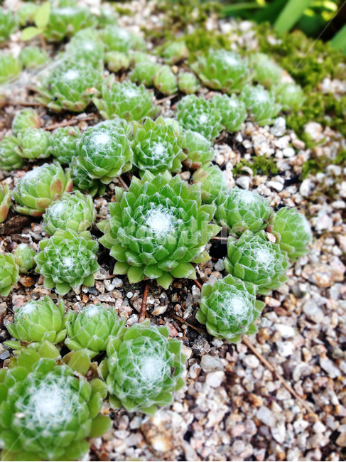 식물,다육식물,다육이,포동함,선인장,식물,자연,plants,nature