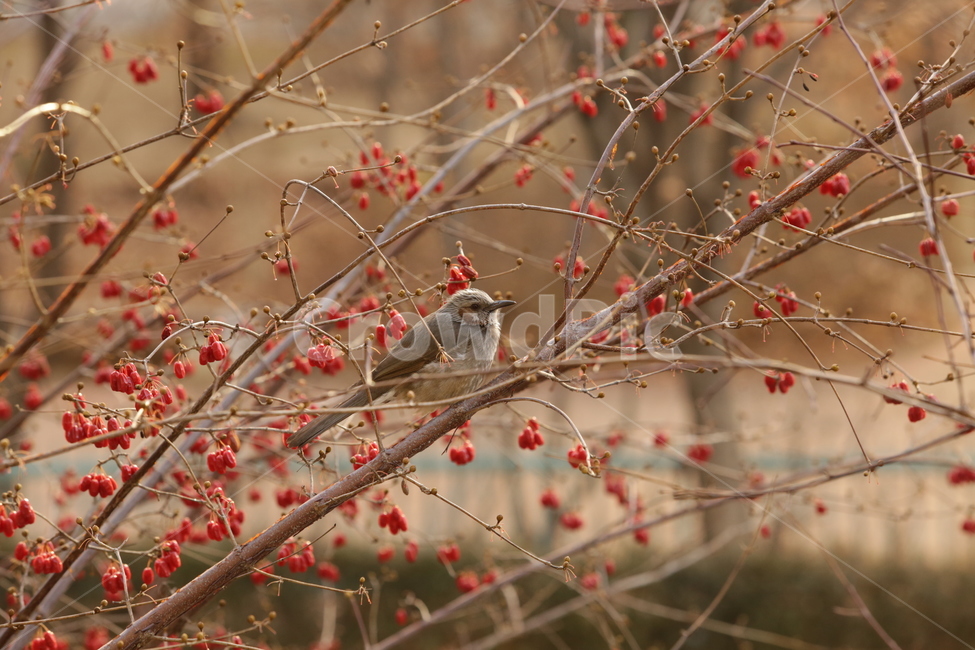 봄,직박구리,텃새,새,bird,spring,식물,자연,plants,nature,동물,animal,조류,새,birds,과일,열매,fruit,색깔,색상,색채,색감,color sense,color sensitivity,feeling of color