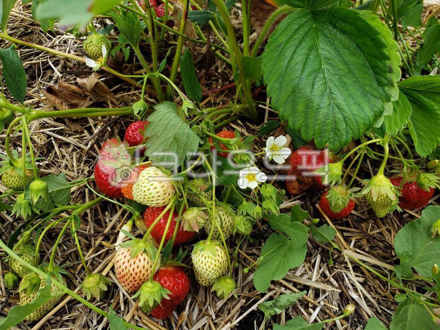딸기, strawberry, 딸기밭, strawberryfarm, fruit, 사진,이미지,일러스트,캘리그라피 - JHSARAH작가