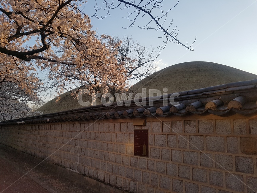 봄,자연,벚꽃,경주,flower