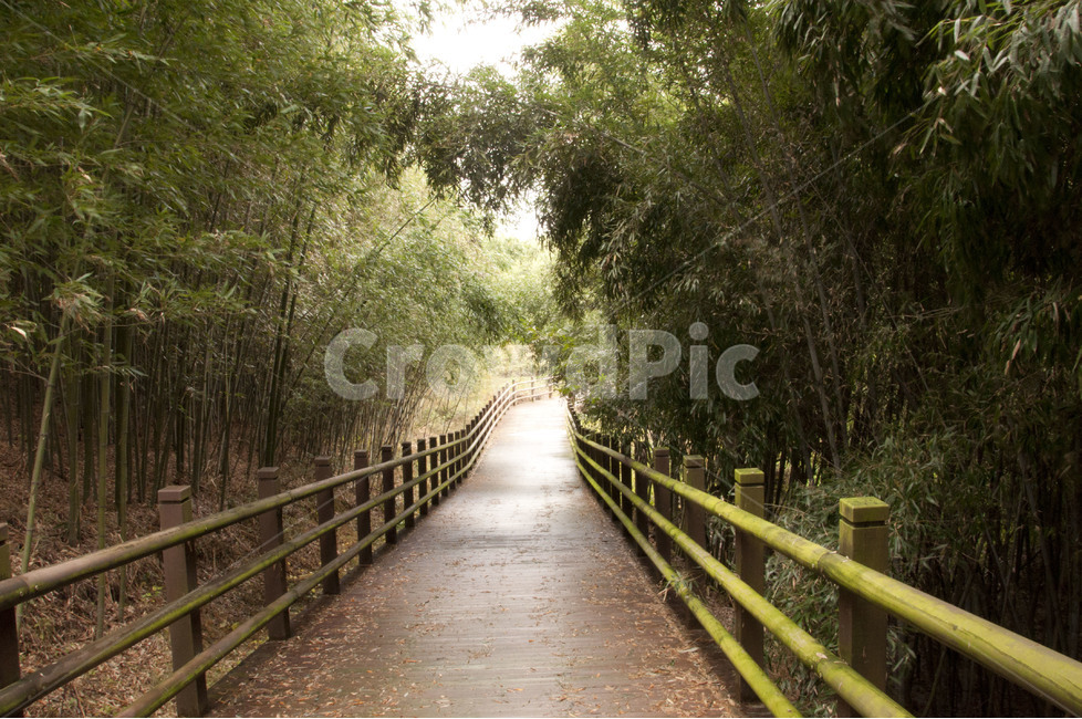 대나무,대나무숲,대나무길,대숲,대나무밭,자연,풍경,nature,landscape,휴식,힐링,rest,relaxation,healing