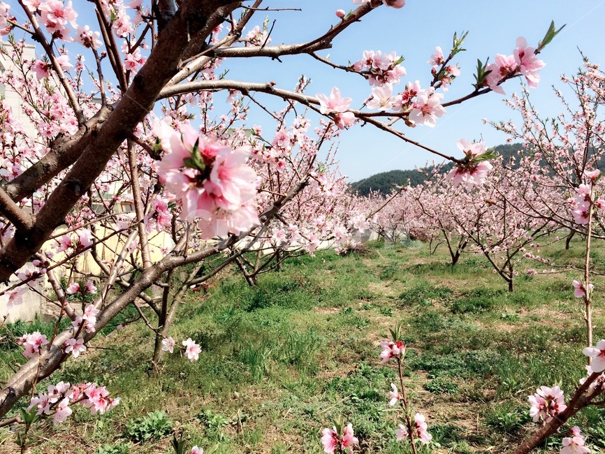 벚꽃,벚꽃나무,정원,가든,풍경,봄꽃,spring,flowers,식물,아름다운공원,봄,계절,season,봄,계절,spring,season,식물,자연,plants,nature,꽃,flower,plant,blossom