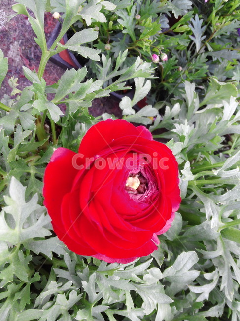 봄꽃,붉은색꽃,화초,원예,식물,관상식물,식물,자연,plants,nature,꽃,flower