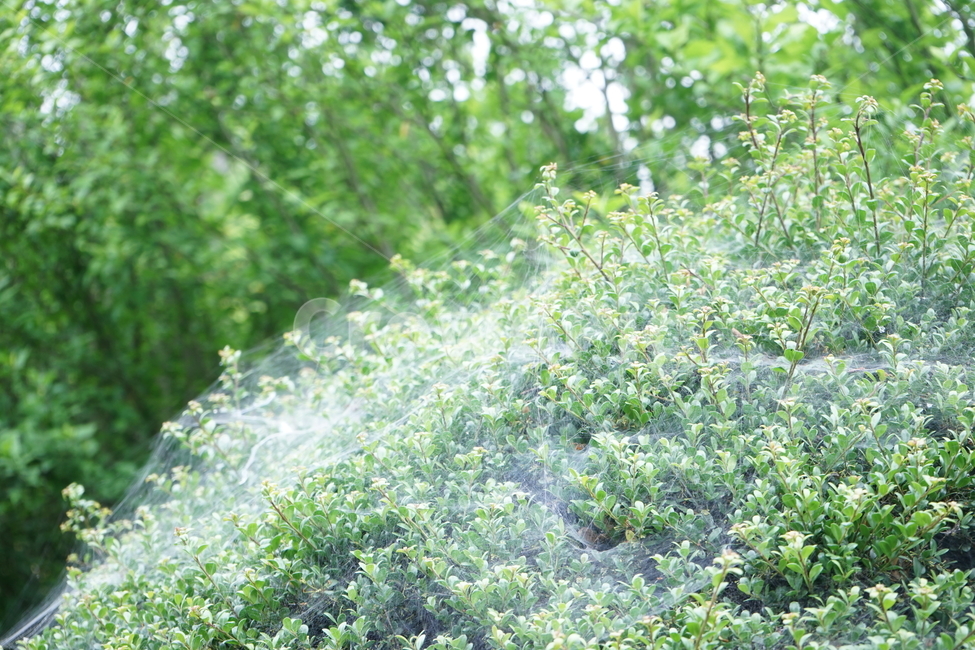 거미줄,나무,숲,초록,흰색,자연,풍경,nature,landscape