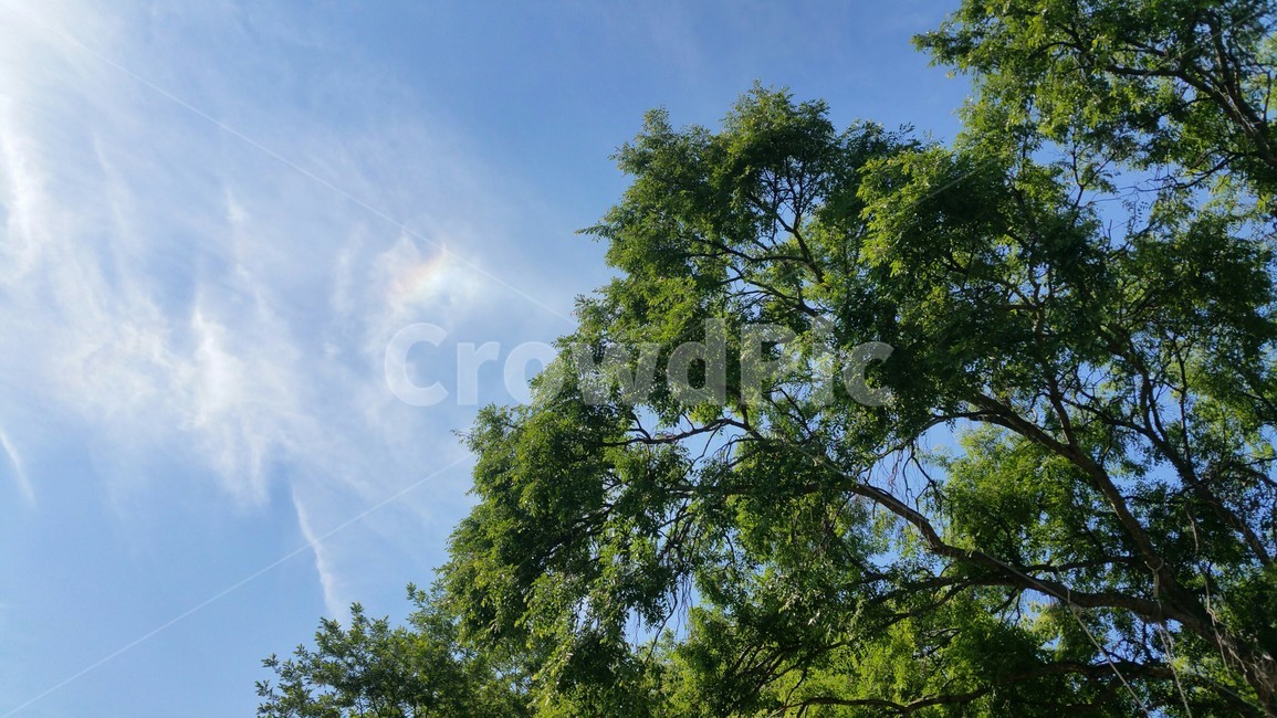 자연,나무,무지개,하늘,tree,rainbow,sky,자연,풍경,nature,landscape,식물,plants,나무,trees,wood,plant