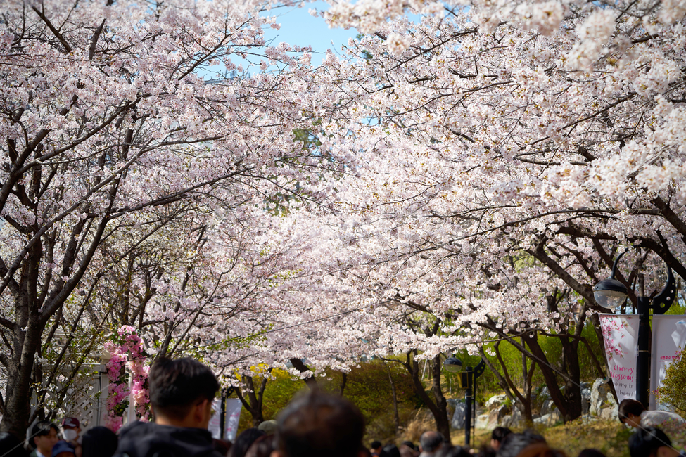 석촌호수,벚꽃축제,벚꽃,봄,축제,호수공원,인파,꽃,나들이,풍경,spring,festival,flower,park,piknic