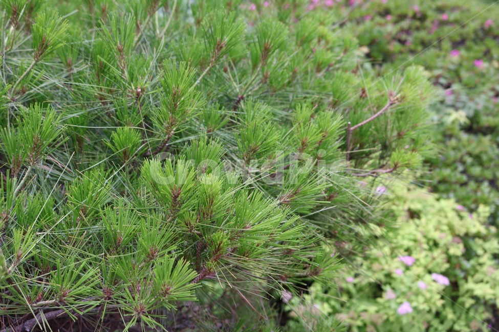 식물,나무,소나무,초록,자연,plants,tree,pine,green,nature,shokubutsu,ki,matsu,midori,식물,자연,plants,nature