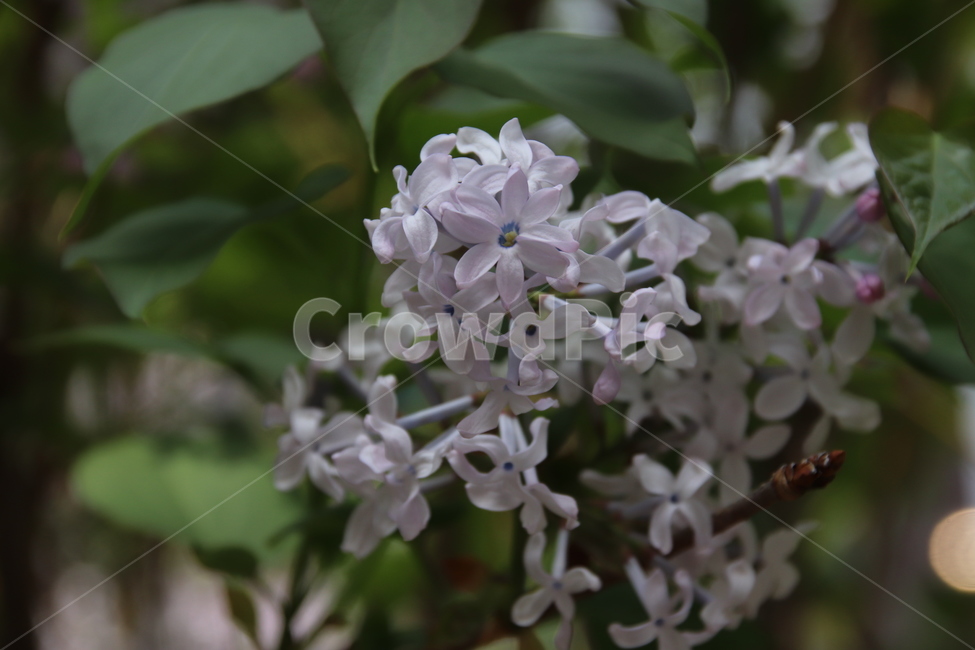 자연,꽃나무,꽃,풍경,봄,봄,계절,spring,season,식물,자연,plants,nature,꽃,flower,plant,blossom
