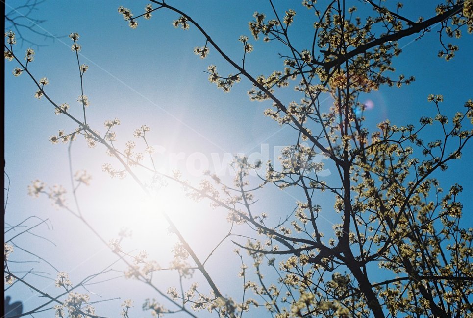 봄,봄빛,개나리,꽃,빛,봄,계절,spring,season,식물,자연,plants,nature,꽃,flower,light,flare,플레어