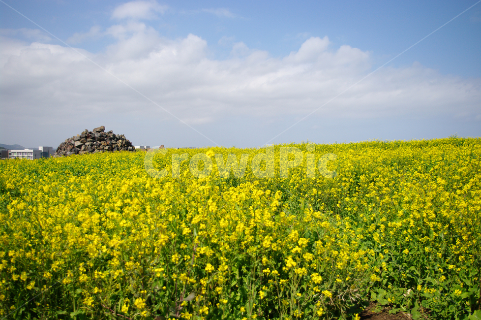 유채꽃,꽃밭,꽃,봄,flower,봄,계절,spring,season,식물,자연,plants,nature,꽃,flower,outdoors,옥외,grassland,목초지,field,들,rural,농촌,farm,농장,meadow