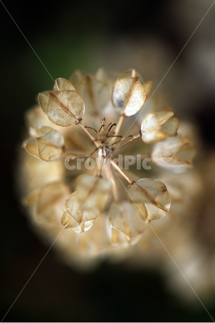식물,무스카리,접사,꽃,태양,무스카리씨,식물,자연,plants,nature,꽃,flower
