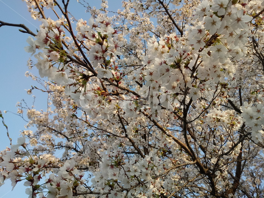벚꽃,벚나무,꽃,하얀,봄