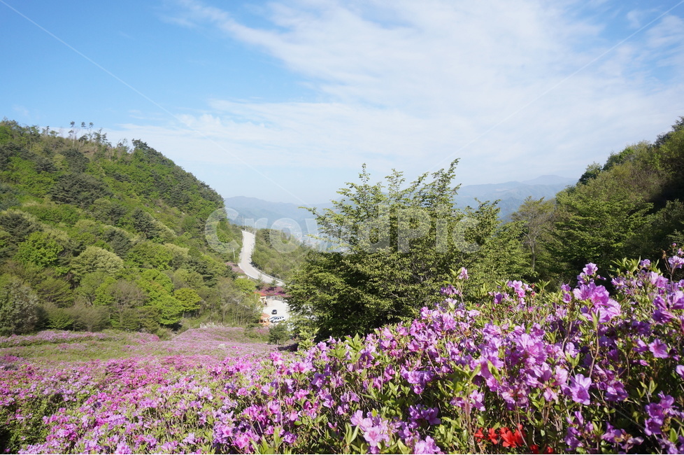산,철쭉,분홍,파랑하늘,나무,아침,햇살,봄,봄,계절,spring,season,자연,풍경,nature,landscape,식물,plants,꽃,flower,outdoors,옥외