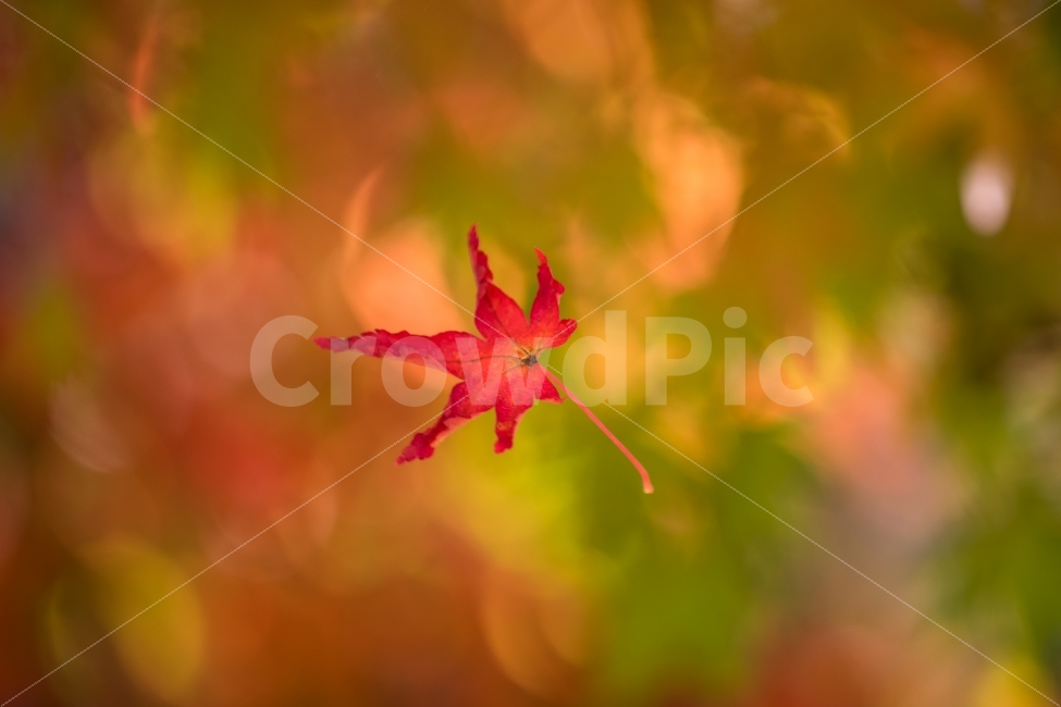 자연,풍경,가을,단풍,단풍잎,식물,자연,plants,nature,감성,sensible,feeling,가을,계절,fall,autumn,season,plant,leaf,잎,tree,나무