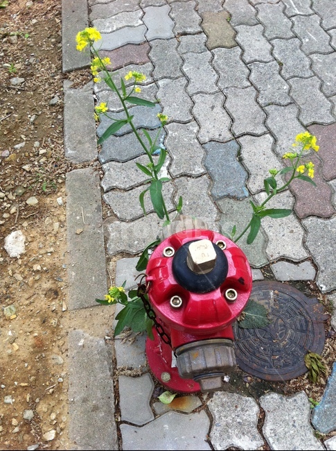 소화전,유채꽃,꽃,노란꽃,길위에핀꽃