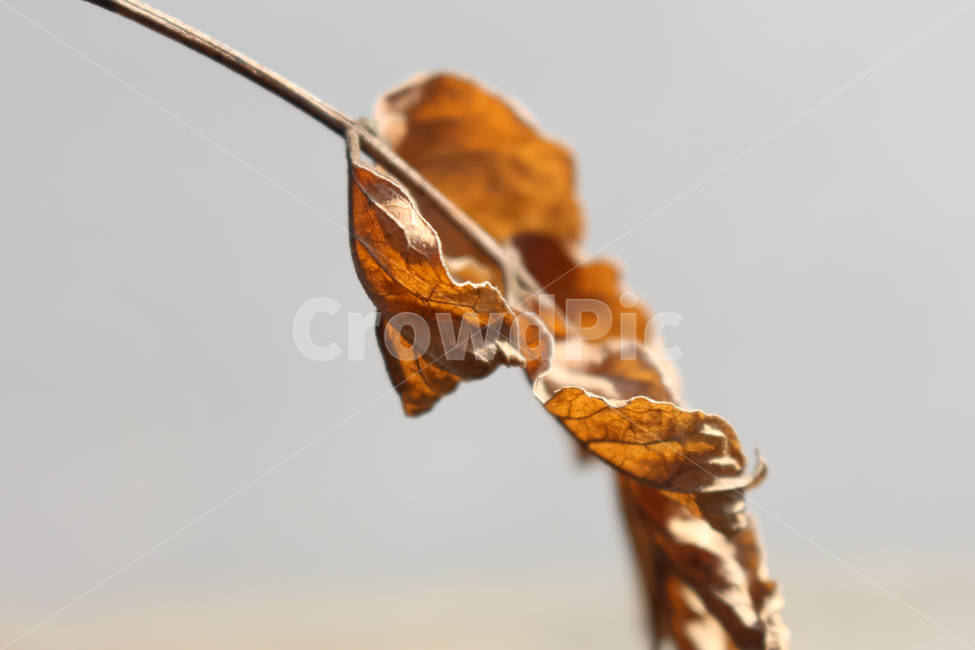 가을,낙엽,식물,잎사귀,자연,근접촬영,갈색,fall,leaves,plant,lesf,nature,closeup,brown,가을,계절,fall,autumn,season,veins,정맥,leaf,잎