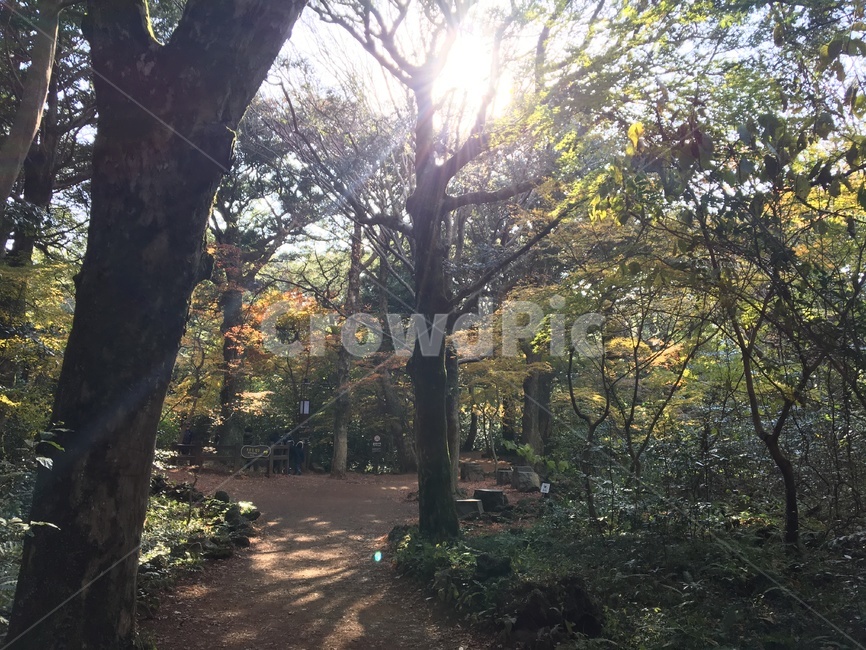 힐링,숲,나무,햇살,공원,제주도,비자림,자연,풍경,nature,landscape,tree,tree trunk,나무 줄기,plant,식물,light,빛,flare,플레어