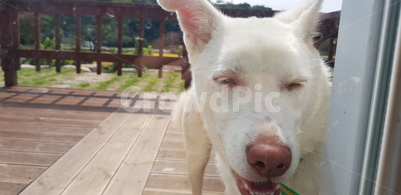 동물,강아지,반려견,자유로운,귀여운,동물,animal,포유류,mammal,개,강아지,dog,doggy