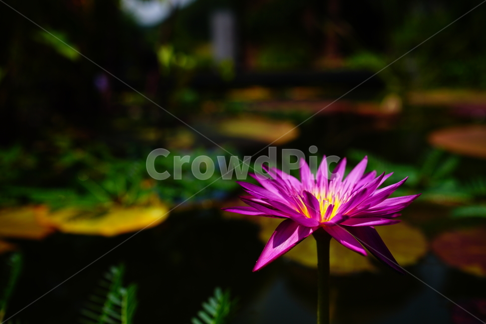 수련,연꽃,연못,식물,수생식물,자연,여름,8월,summer,august,nature,풍경,landscape,플라워,flower,plants,aquaticplant,lotus,pond,waterlily,수련꽃,이파리,잎,수풀,수초,여름꽃,꽃사진,식물,자연,plants,nature,꽃,flower