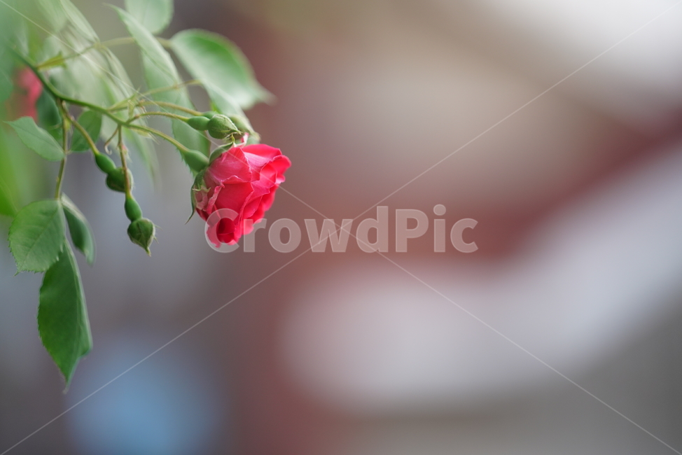 장미,로즈,식물,생물,생명,rose,레드,red,붉은,색감,컬러,꽃,플라워