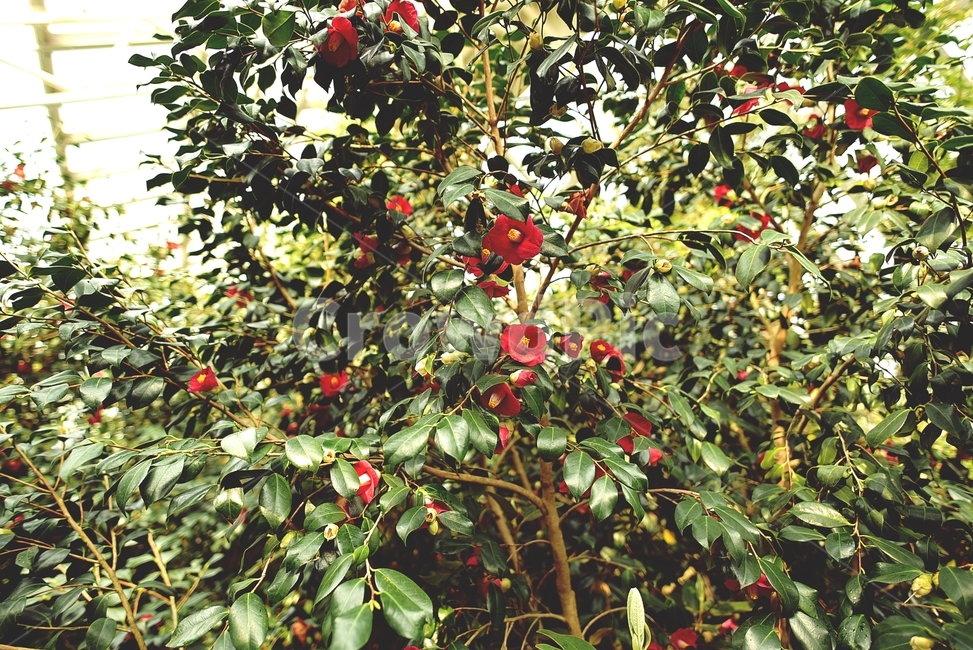 배경,나무,뒷배경,색감,가을식물,식물,자연,plants,nature,꽃,flower