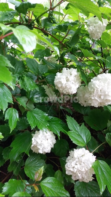 수국,봄,봄꽃,꽃,자연,식물,자연,plants,nature,꽃,flower