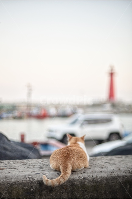 동물,고양이,바다,등대,여유,동물,animal,포유류,mammal,고양이,cat,kitten,kitty