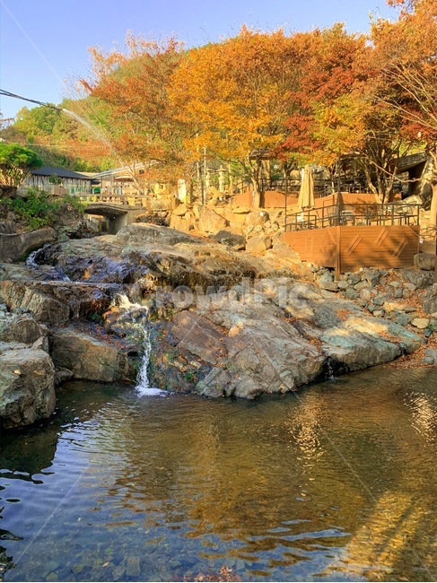 가을,물,자연,풍경,은행나무,단풍
