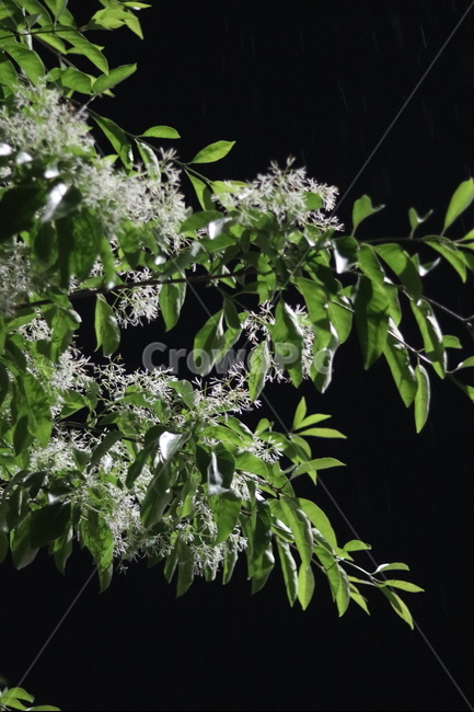 이팝나무꽃,흰색,봄,야경,연두잎,야경,밤,풍경,nightscape,night,landscape,식물,자연,plants,nature,꽃,flower