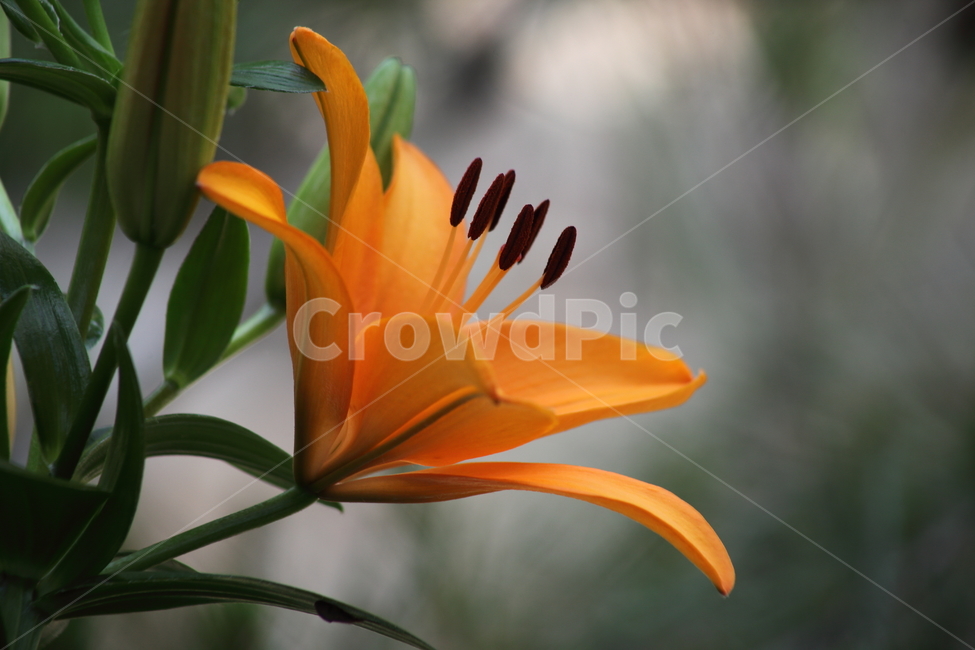 나리,노랑나리,꽃,여름,liliumspp,백합,Lily