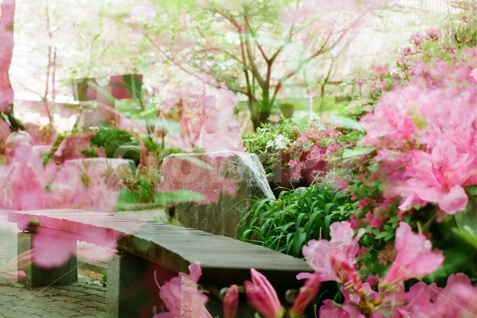 영산홍,철쭉,봄꽃,꽃,다중노출,필름사진,감성,식물,자연,plants,nature,꽃,flower,감성,sensible,feeling