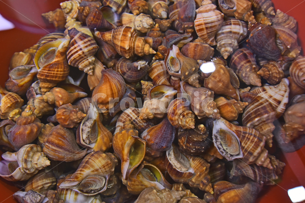 seafood market,crustaceans,alive,crooked shellfish,crabs,fish market,domestic,native,legs,ingredients,animals,Conches,fish and shellfish,seafood,marine products,stone crabs,creatures,food ingredients,cooking ingredients,food,shellfish,fresh