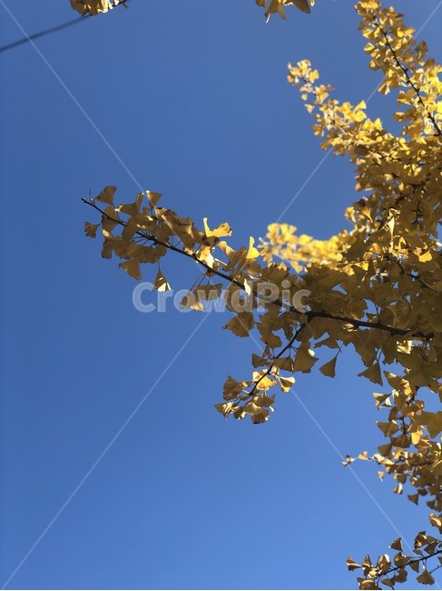 나무,맑음,식물,은행잎,파란하늘,구름없는하늘,가을,계절,fall,autumn,season