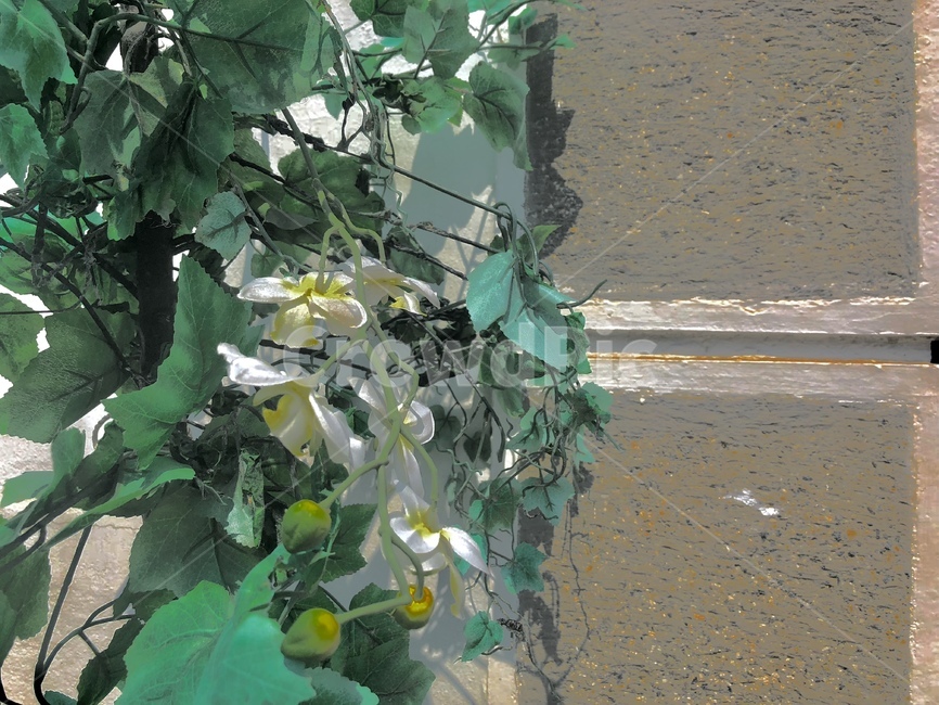 꽃,풍경,식물,자연,flower