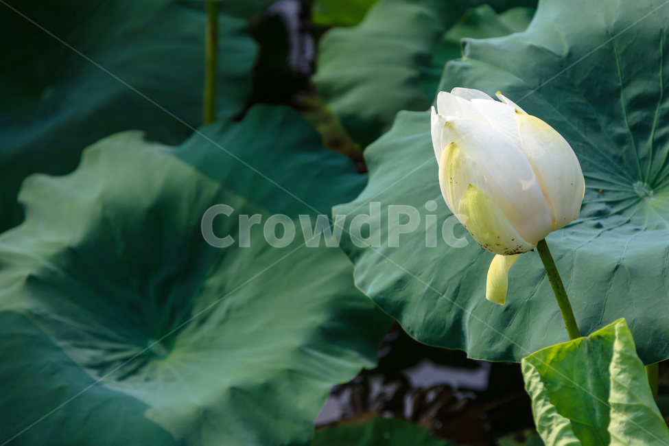 연꽃,불교,여름,식물,정원,꽃잎,꽃,식물,자연,plants,nature,꽃,flower