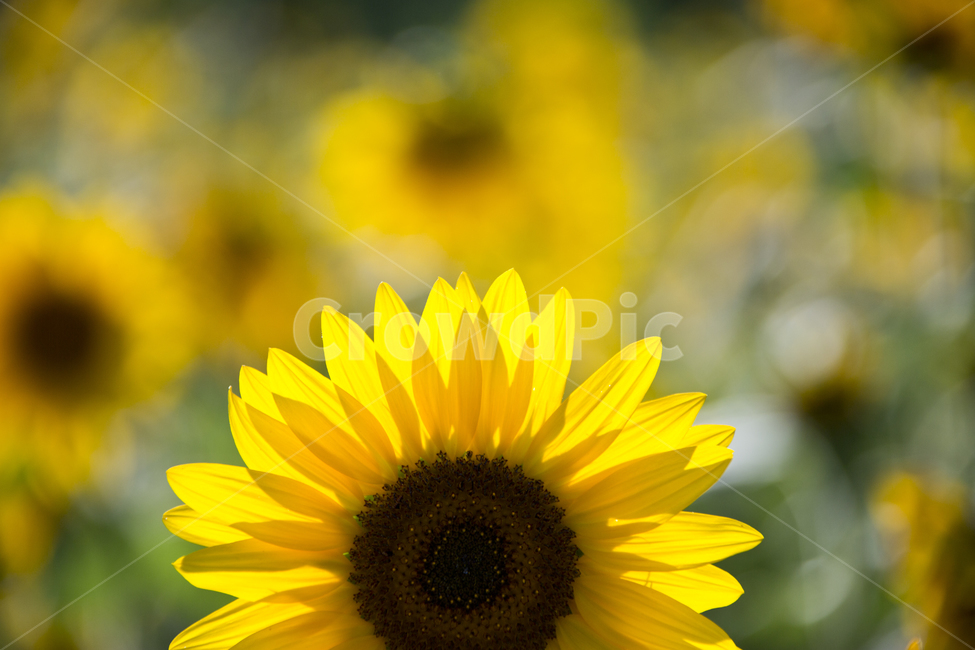 해바라기,sunflower,노란색,꽃,빛,해바라기밭,노랑,꽃밭,식물,자연,plants,nature,꽃,flower,감성,sensible,feeling