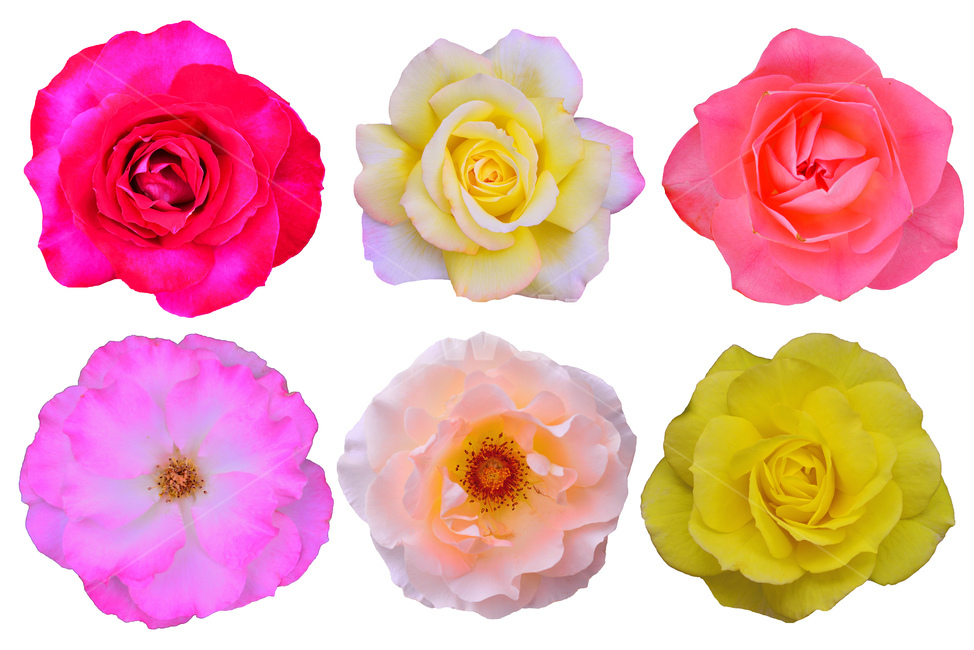 장미,누끼,장미꽃,꽃,오브젝트,디자인소스,rose,flowers,cutoff,아름다운,화려한,우아한,정열,배경,object,장미꽃이미지,로즈,꽃잎,꽃송이,활짝핀,정면,초이스,선별,핑크색,분홍색,주황색,빨강색,칼라풀,colorful,노랑색,yellow,red,pink,예쁜,beautiful,엘레강스,elegance,따내기,분리,isolated,꽃,flower,누끼,remove background