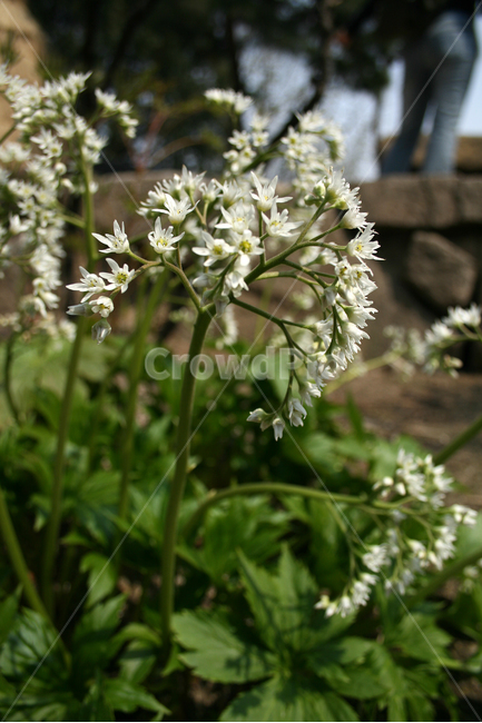 꽃,돌단풍,하얀꽃,flower,식물,봄,계절,spring,season,식물,자연,plants,nature,꽃,flower,plant,blossom