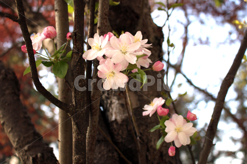 plant,꽃,봄,나무,식물,melastomataceae,야모란과,도금양목